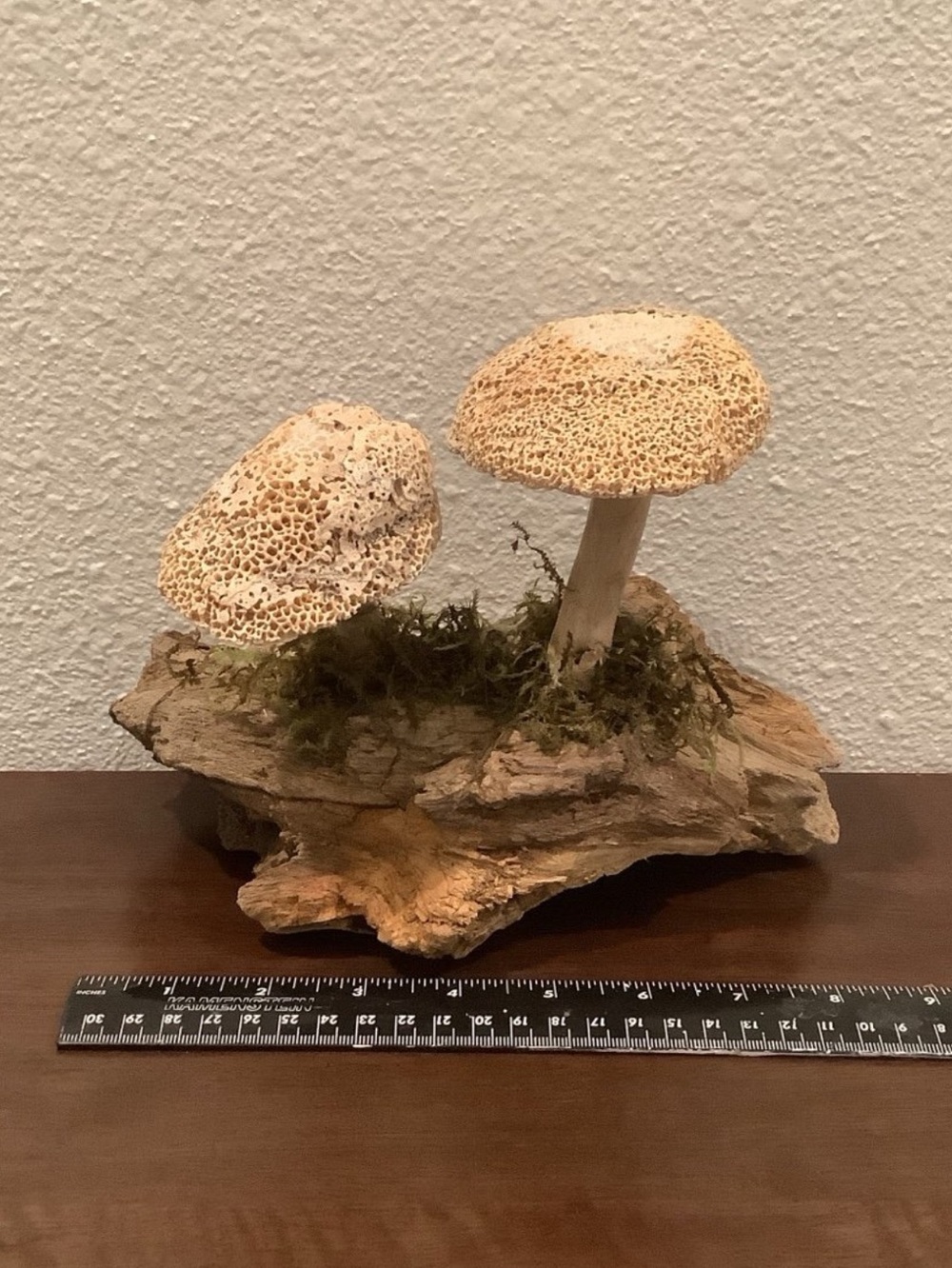 Driftwood Art, Driftwood & Seashell Mushrooms, Seashell Mushroom Art, Coastal - Picture 7 of 7